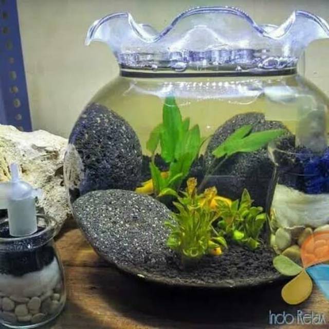 Aquarium Bulat Mini Shopee Indonesia