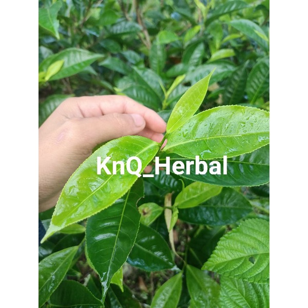 

Daun Teh Hijau Asli Segar 500gram