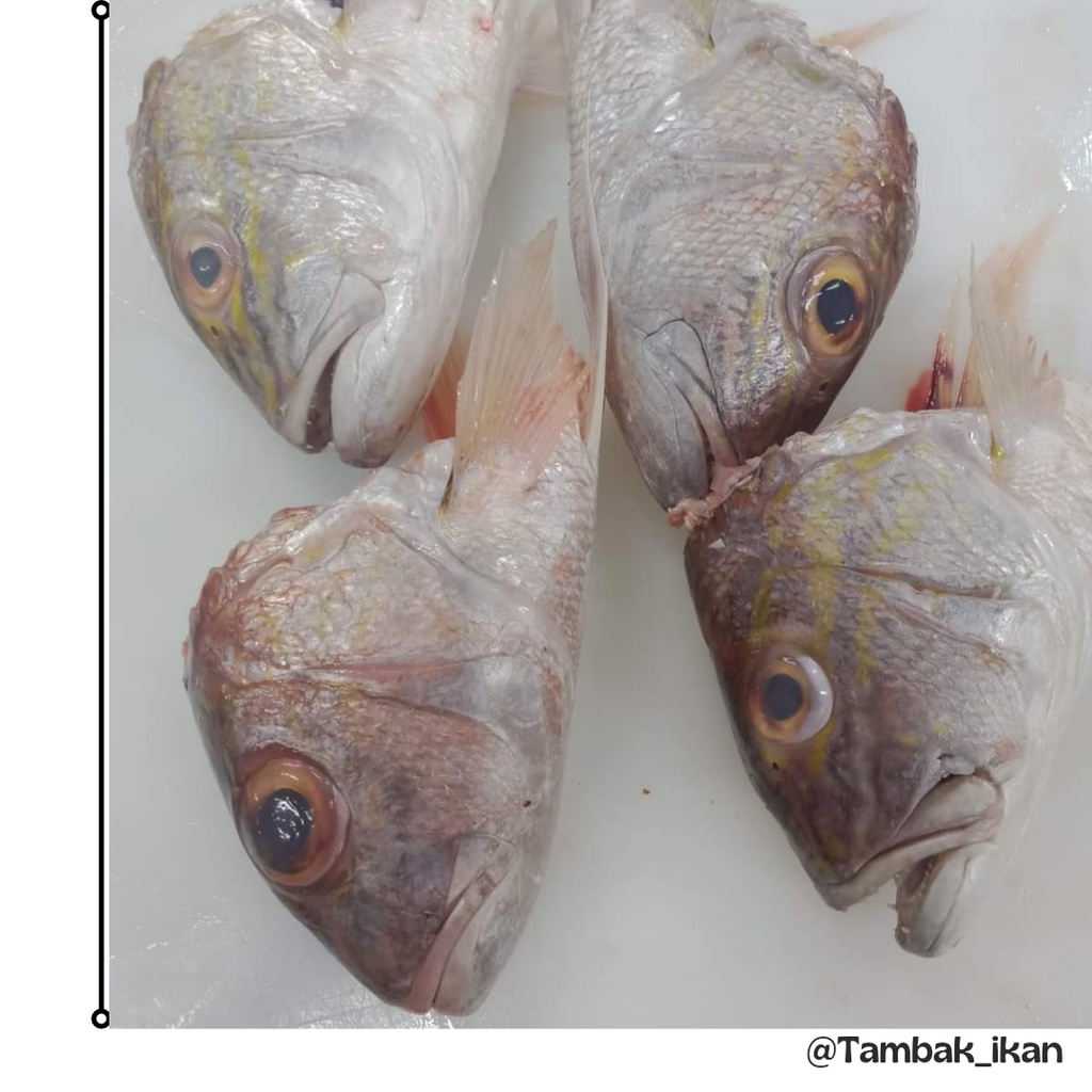 

Kepala Ikan Anggoli/Trisi 1Kg