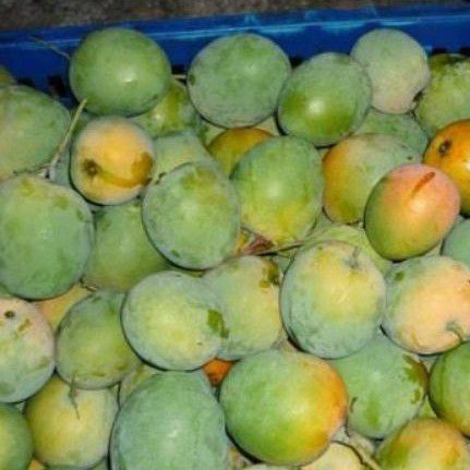 

MANGGA GEDONG Per Kg
