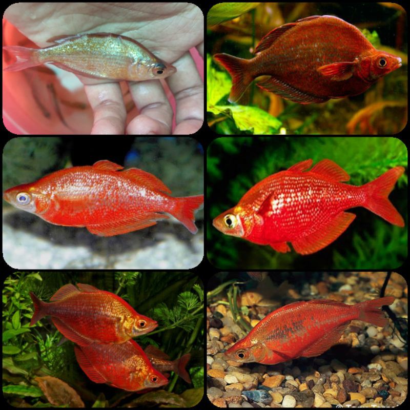 ikan red rainbow untuk aquarium dan aquascape