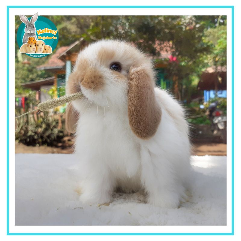 Paket Kelinci Hias Holland Lop Murah Shopee Indonesia