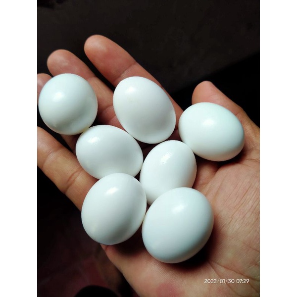 

TELUR MERPATI PALSU.