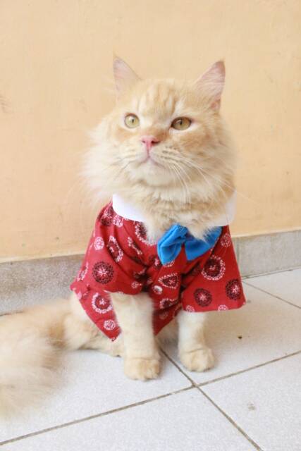 Kemeja chongsam untuk kucing warna merah baju kucing murah size S M L XL