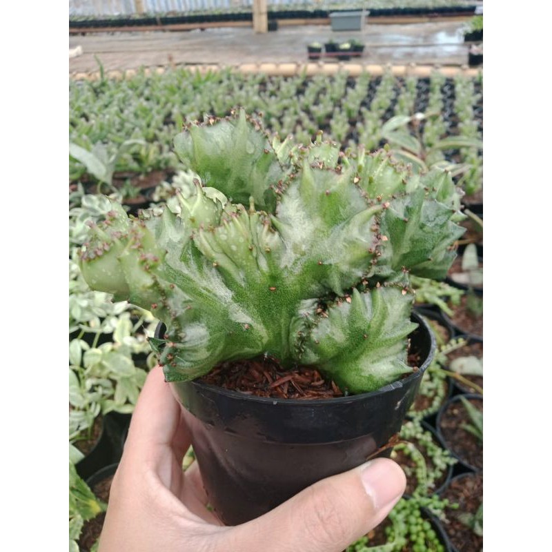 Euphorbia Lactea Green