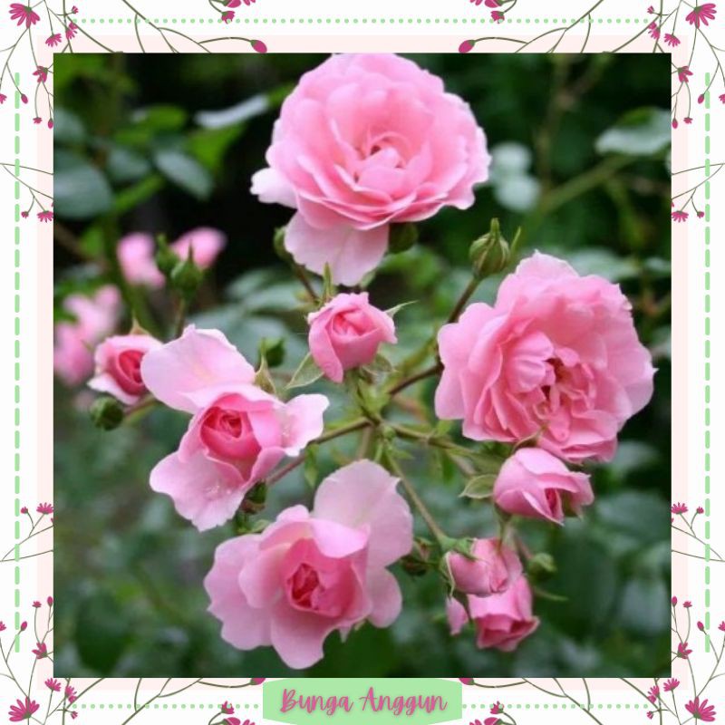 Tanaman Bibit Bunga Kembang Mawar Pink Hias Hidup Asli Dekorasi Hiasan Taman Bergaransi