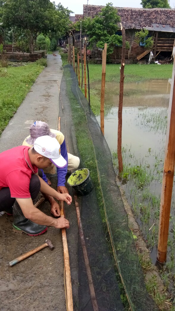 Bibit Tanaman Buah Naga Merah