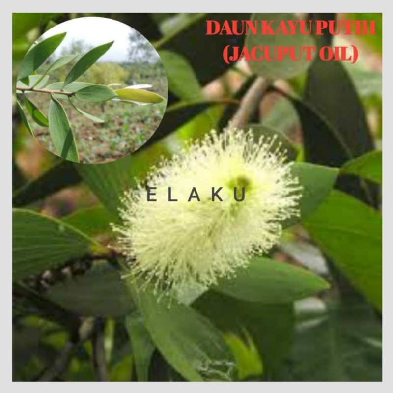 

Daun Kayu Putih 100gr Beli 1 Gratis 1
