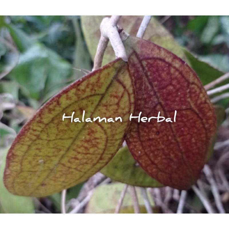 hoya verticalata merah sumatra