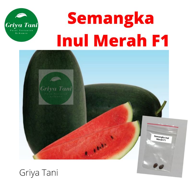 2 Benih Buah Semangka Inul Merah Mardy F1 Bibit Semangka Inul Unggul Berkualitas