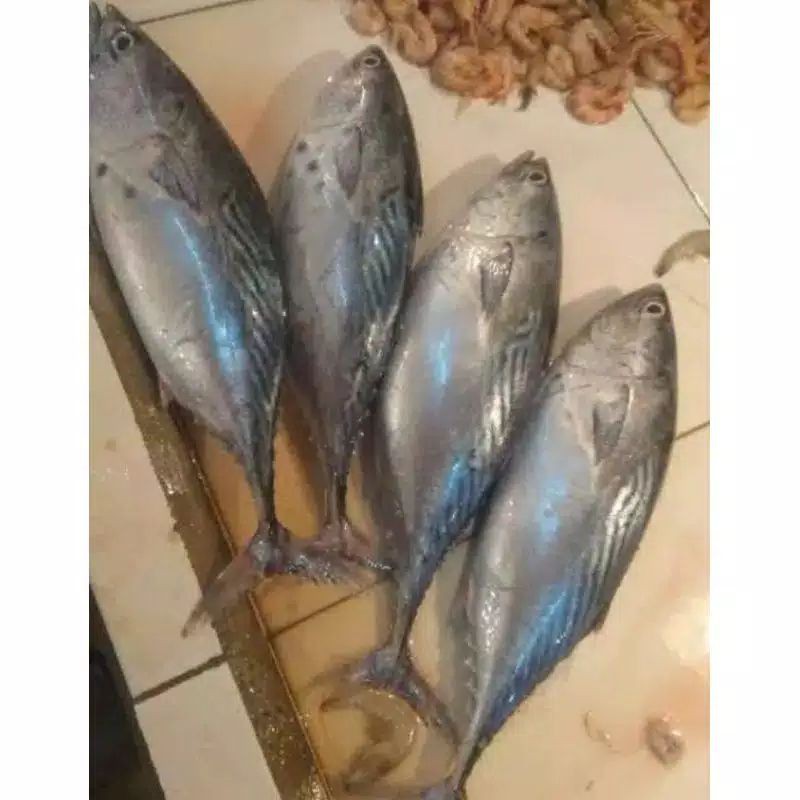 

Ikan Tongkol Batik Fresh Size Extra Jumbo / 1 Ekor / Pack 1500 - 2000 gram