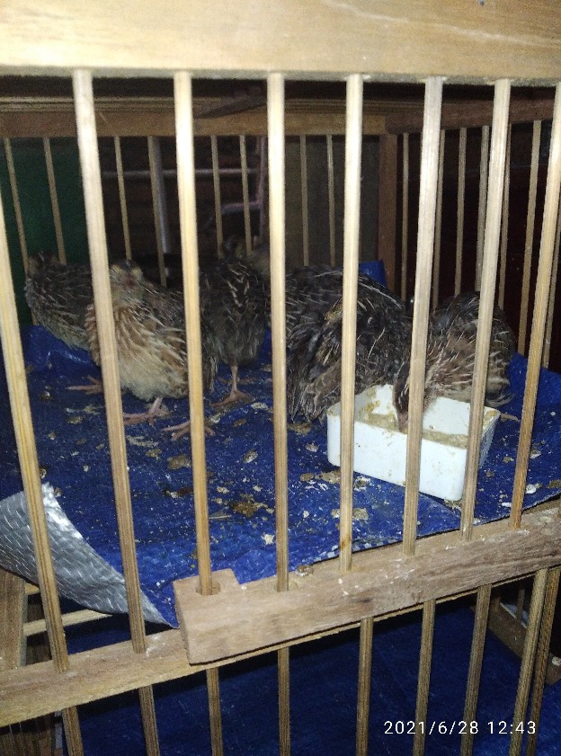 Puyuh Jantan (remaja)