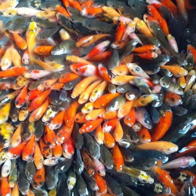 

anak ikan mas (10 ribu 20ekor)/pakan atau umpan pancing