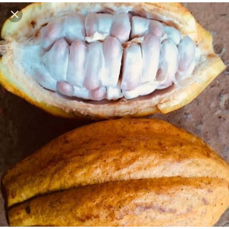 

buah coklat beserta kulit fress kakao 1pc 1kg