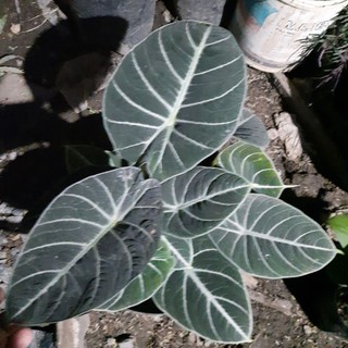 Alocasia Black Velvet Termurah Free Karantina Shopee Indonesia