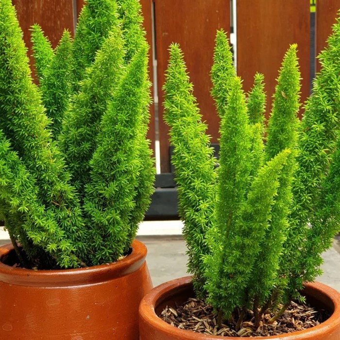 Tanaman hias ekor tupai | Tanaman buntut kuda | Tanaman ekor kuda