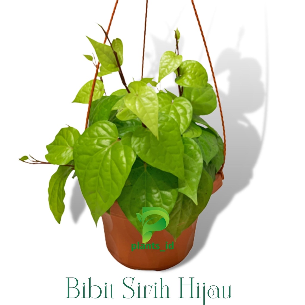 Bibit Tanaman Obat Daun Sirih Hijau Sirih Ijo Bibit Sirih BIBIT SIRIH HIJAU (HERBAL) beli 3 gratis 1