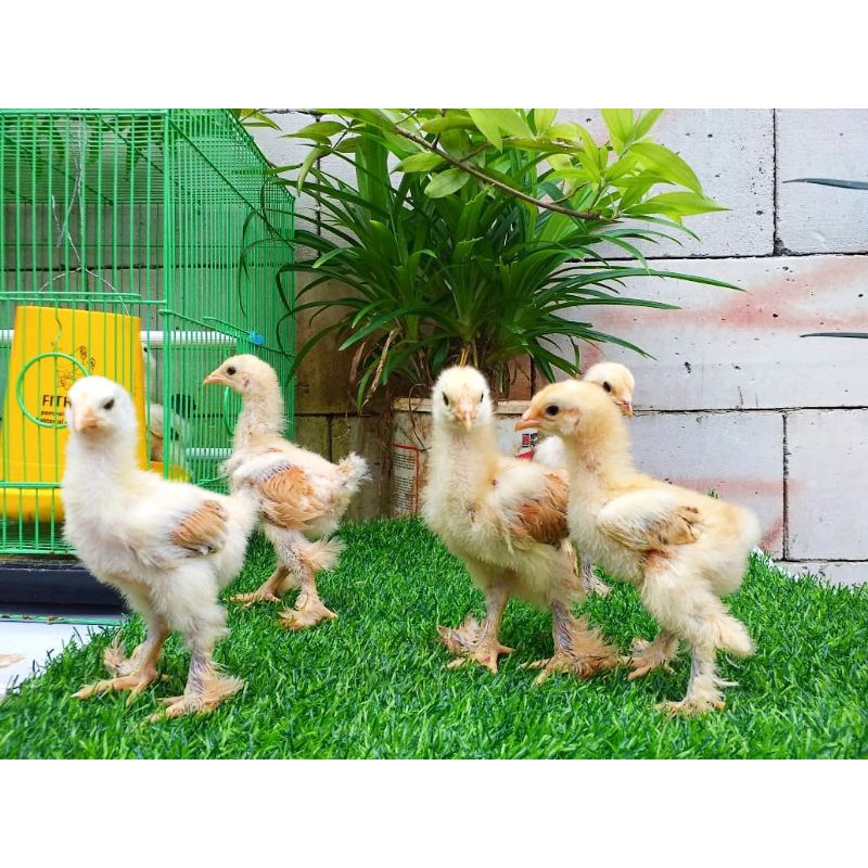 Ayam Hias Paketan Brahma & Polandia