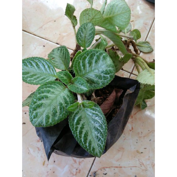 PROMO tanaman hias pot gantung episcia hijau silver Ready Stock