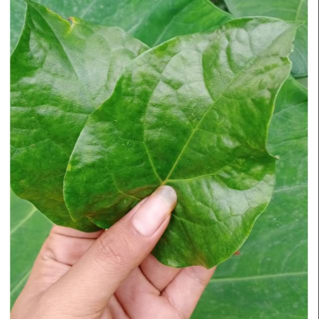 

Daun sirih