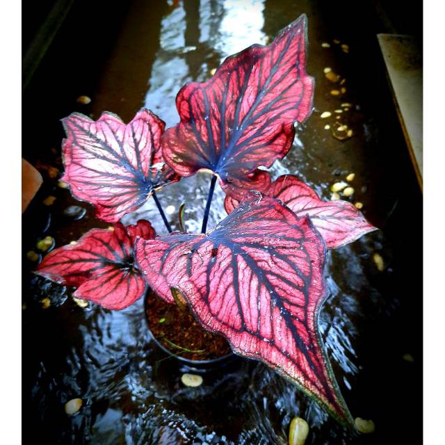 Tanaman hias Caladium/keladi hias RED STONE (Caladium/Srirejeki)