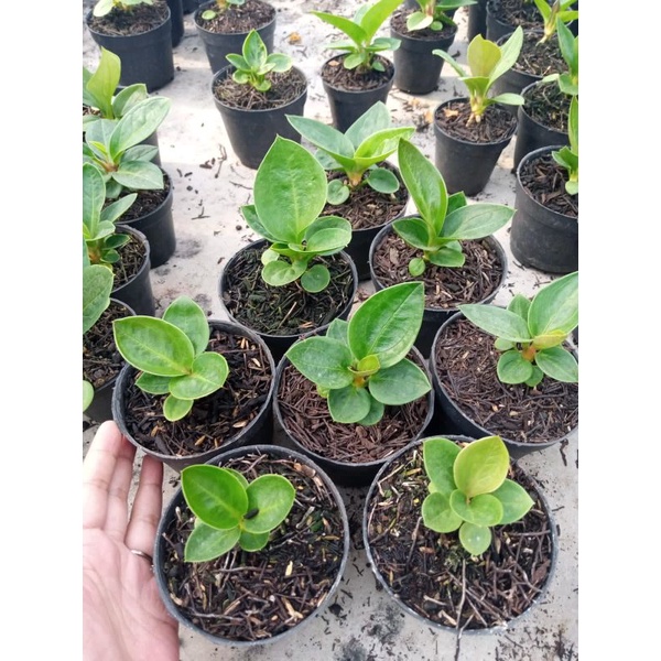 jemani mangkok super bowl