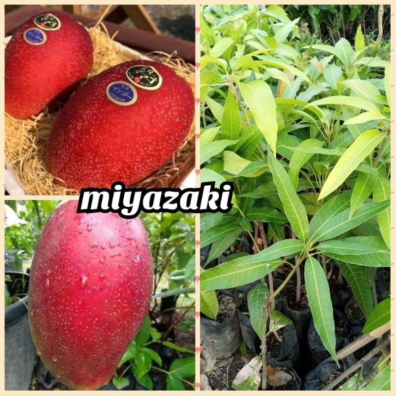 bibit mangga miyazaki import