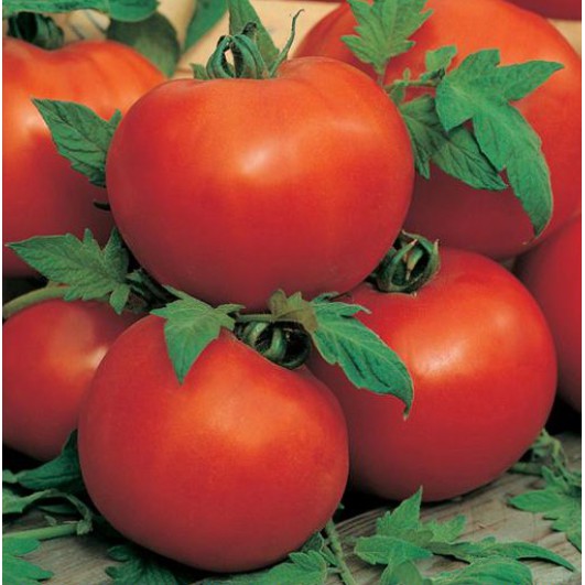

Tomato (Standard) Ailsa Craig Seeds terlaris