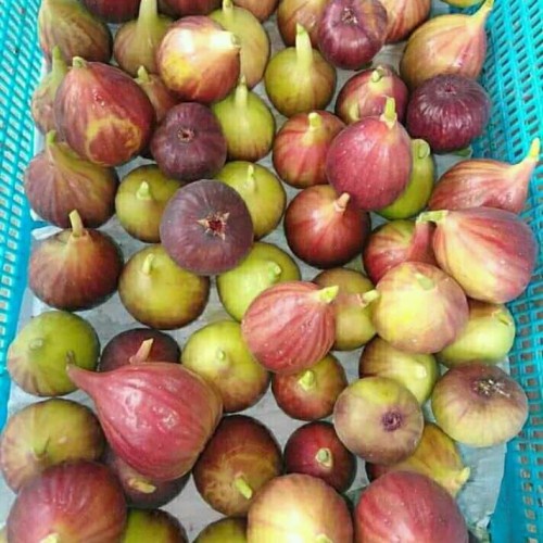 buah tin yordania buah holdi buah obat kangker