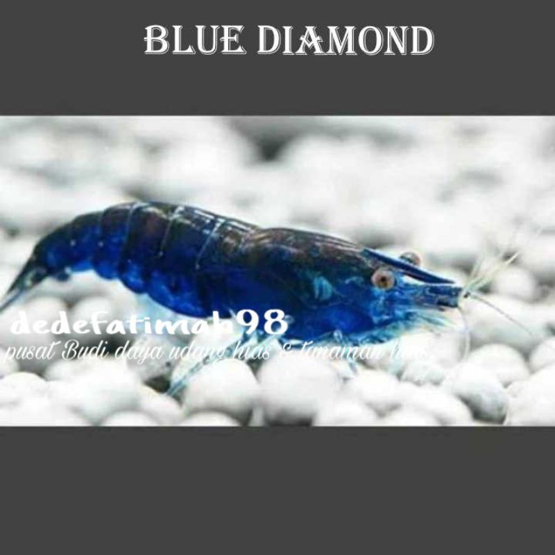 udang hias aquascape blue diamond