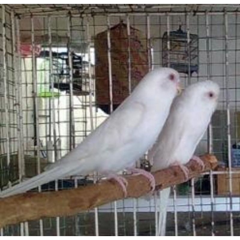 parkit putih albino sepasang