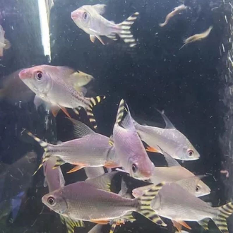 

ikan yellow Feifeng tankmate arwarna 20cm up
