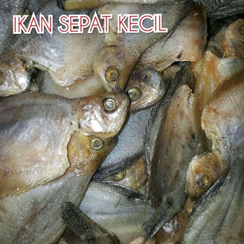 

IKAN_SEPAT_KECIL