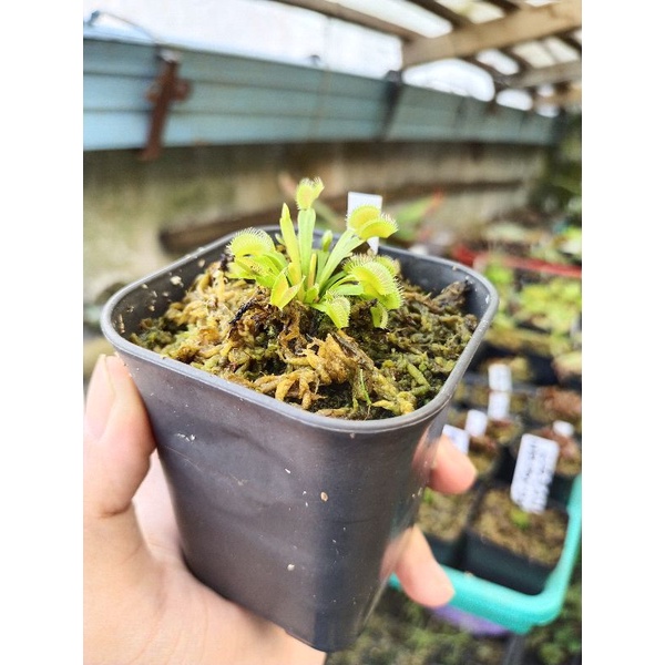 Tanaman Karnivora VFT SWG South West Giant