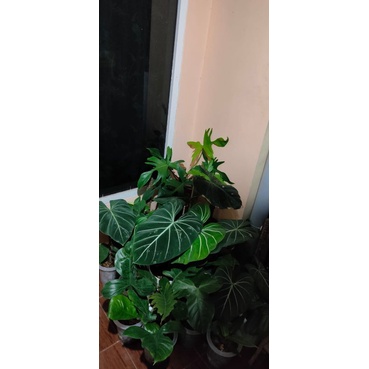 Philodendron Gloriosum Dark Form Daun Pancing