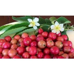 100 benih biji kersen/cherry jawa