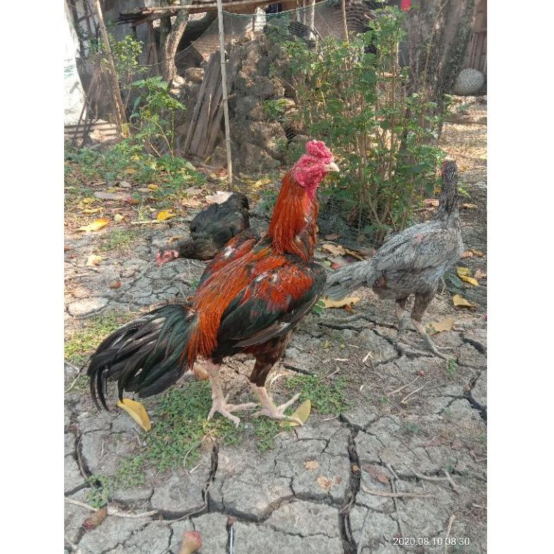 

PE9 Telur fertil ayam bangkok super, pacek tinggi besar ukur 6,petarung Handal➧✄ (Kirim Sekarang)Dijual murah ➧