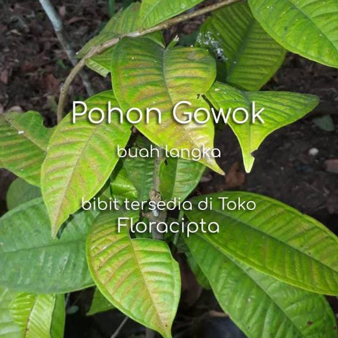 POHON GOWOK BIBIT TANAMAN BUAH GOWOK MULAI LANGKA H0RE