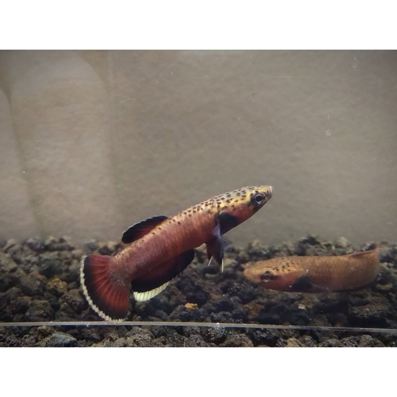 Wild Betta Albimarginata Malinau / Betta Albimarginata