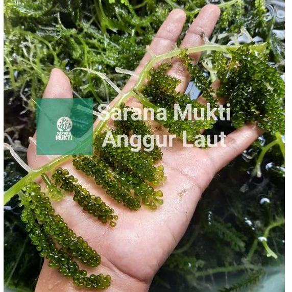

[PRODUK SPMHZ] Anggur laut/ Green Caviar/ Latoh/ Lawi lawi/ Sea Grapes (Caulerpa Sp.) SQ0