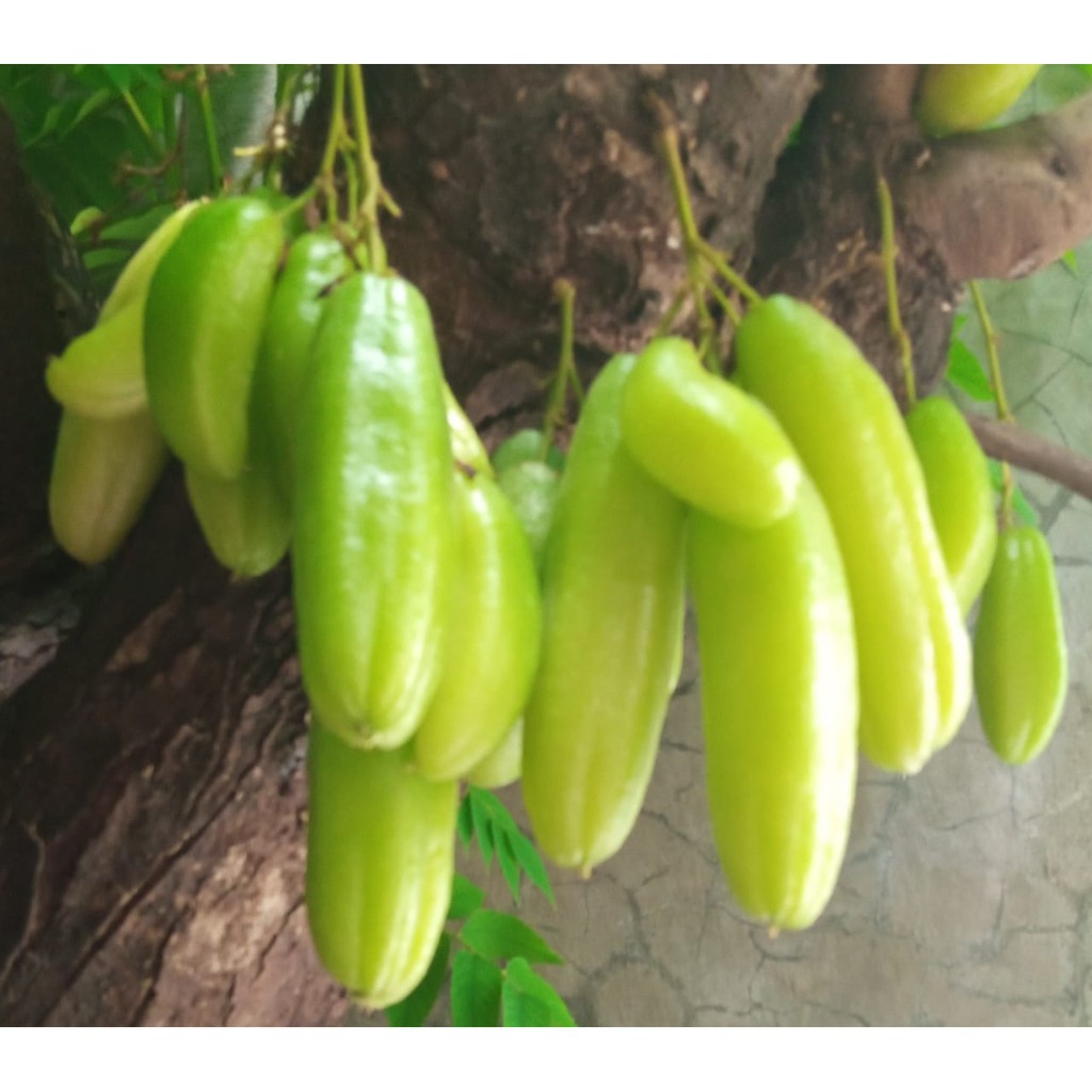 

Buah Belimbing Wuluh Segar- Bahan Masakan