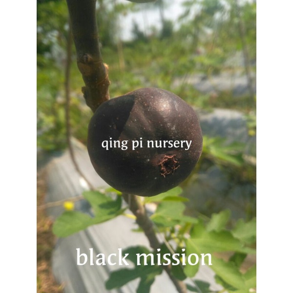 bibit buah tin jenis langka BLACK MISSION - fresh cangkok