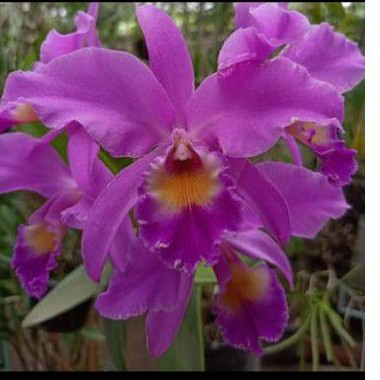 ANGGREK CATTLEYA MANTINI DEWASA RIMBUN