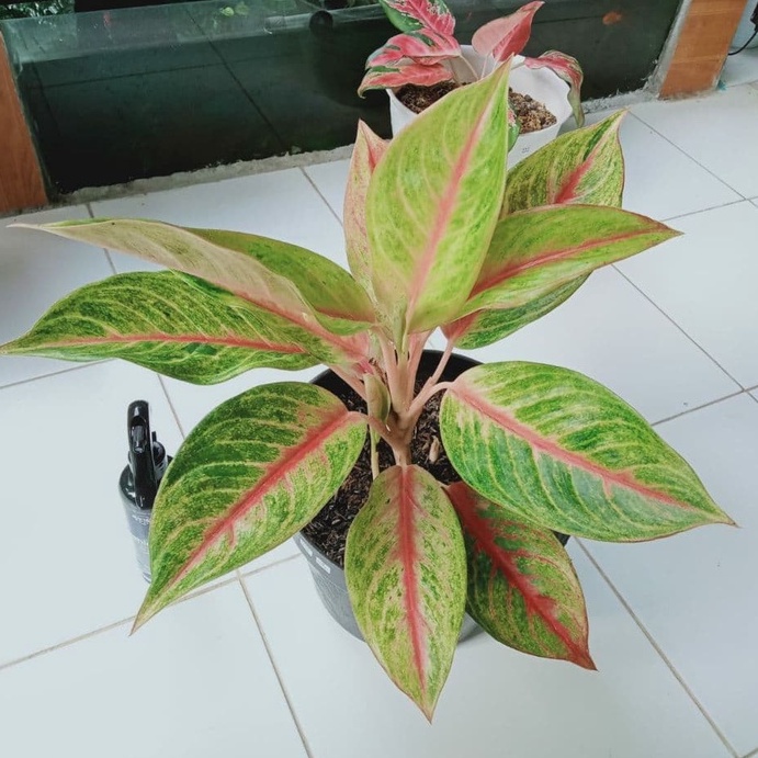 Bunga Aglonema Red Panama - Bunga Aglonema Termurah - Bunga Aglonema Murah - Aglonema Murah - Aglone