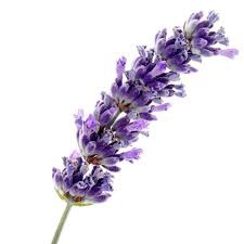 Pembersih lantai LAVENDER Motto 5 LITER PRODUK TERBAIK