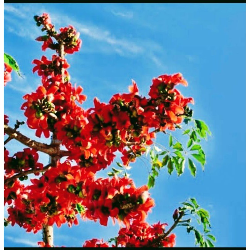 Tanaman Tabebuya Merah