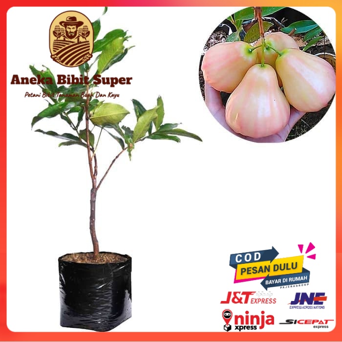 Bibit Jambu Air King Rose