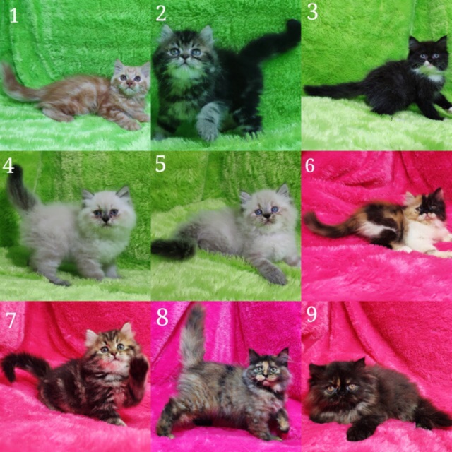 Kucing Anggora Perawatan Hewan Price And Deals Hobi Koleksi