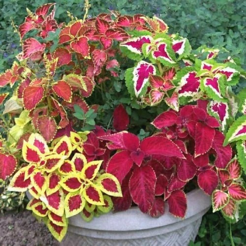 Paket Tanaman hias Bunga Miana Isi 10 Pohon (Warna Mix) - Coleus - Tanaman Hias daun Bunga Langka