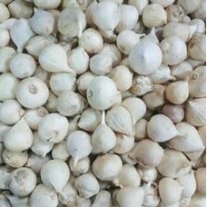 

Bawang Putih Tunggal Super 500gr